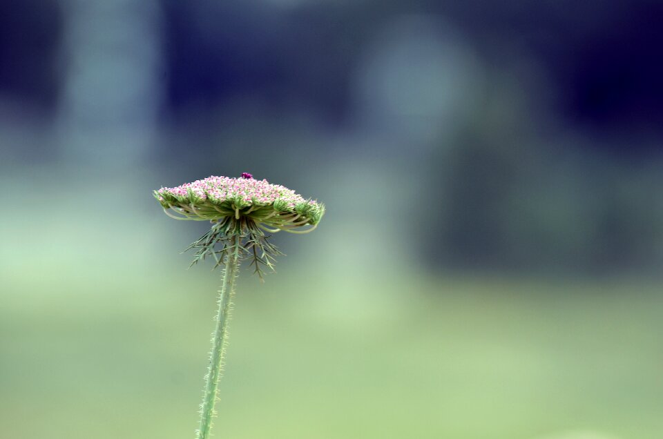 Summer grass outdoors