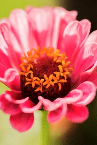 Bloom nature close up