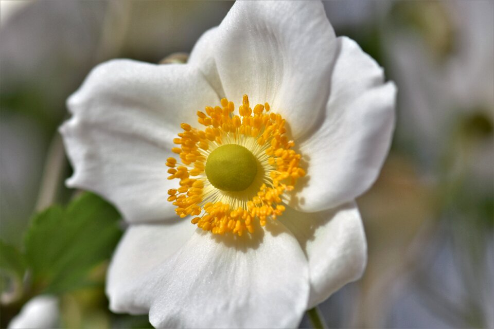 Nature blossom bloom