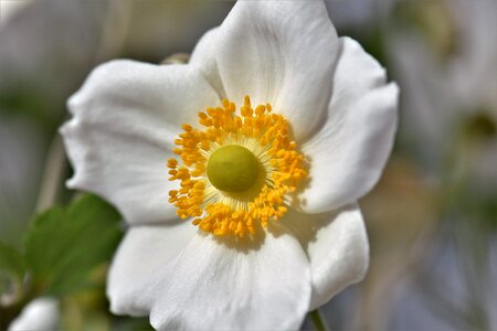 Nature blossom bloom photo