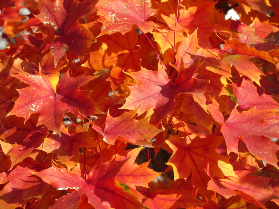 Autumn fall leaves background orange