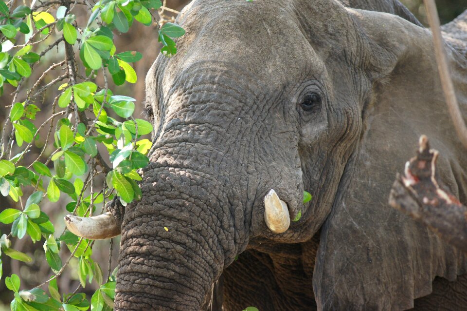 Animal world animal mammal