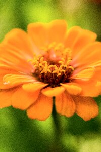 Bloom nature close up