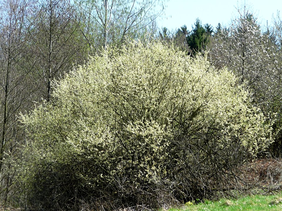 Weide Kohlbruck 2011