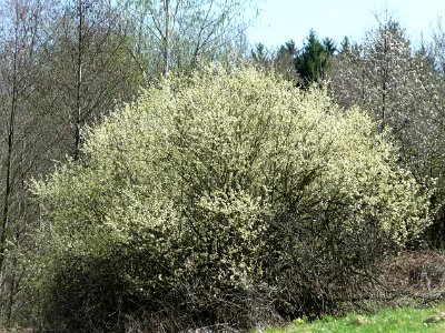 Weide Kohlbruck 2011