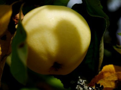 Weisser Klarapfel Freilichtmuseum Roscheider Hof Frucht H14