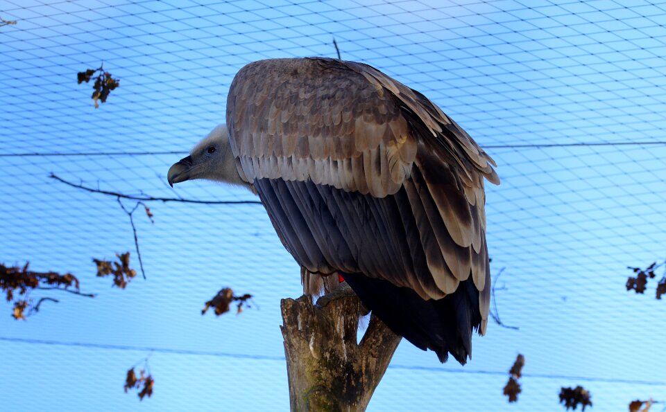 Wing feather vulture