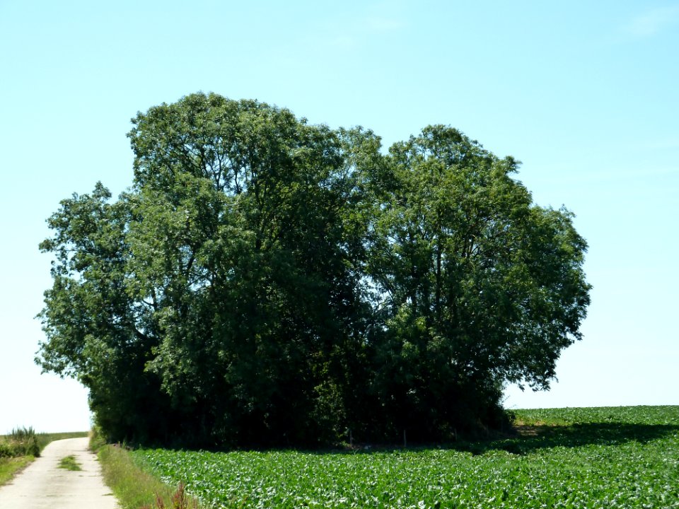 Walsbets-Tumulus van Betz (3)
