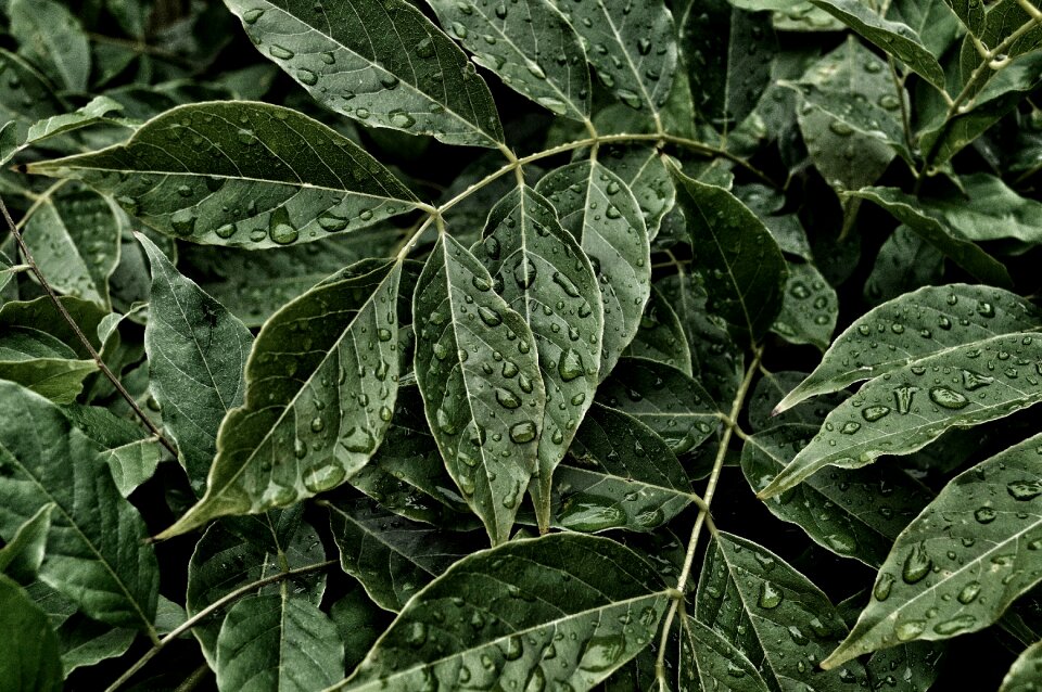 Garden water drops