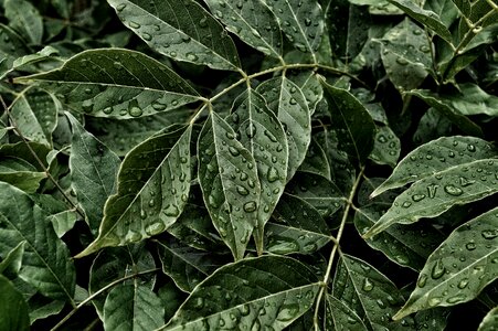 Garden water drops