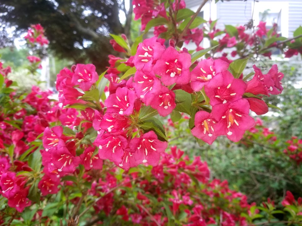 Weigela - Arlington, MA