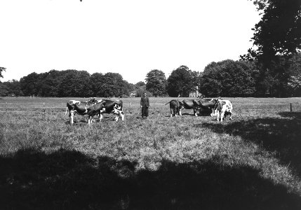 Weilanden, veeteelt, Landgoed Eerde, Bestanddeelnr 192-1152
