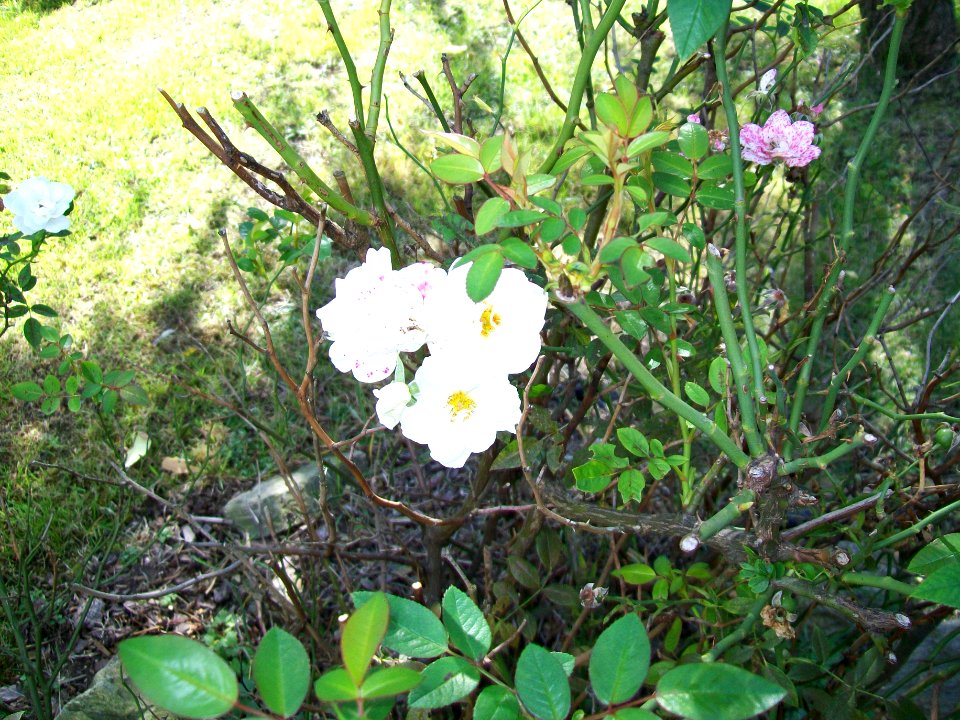 WAŁBRZYCH-PALMIARNIA, AB-014