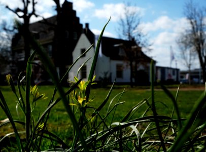 Weidegeelsterren bij huize Brugdijk, Bemmel photo