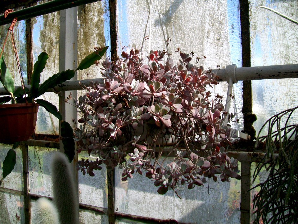 WAŁBRZYCH-PALMIARNIA, AB-054
