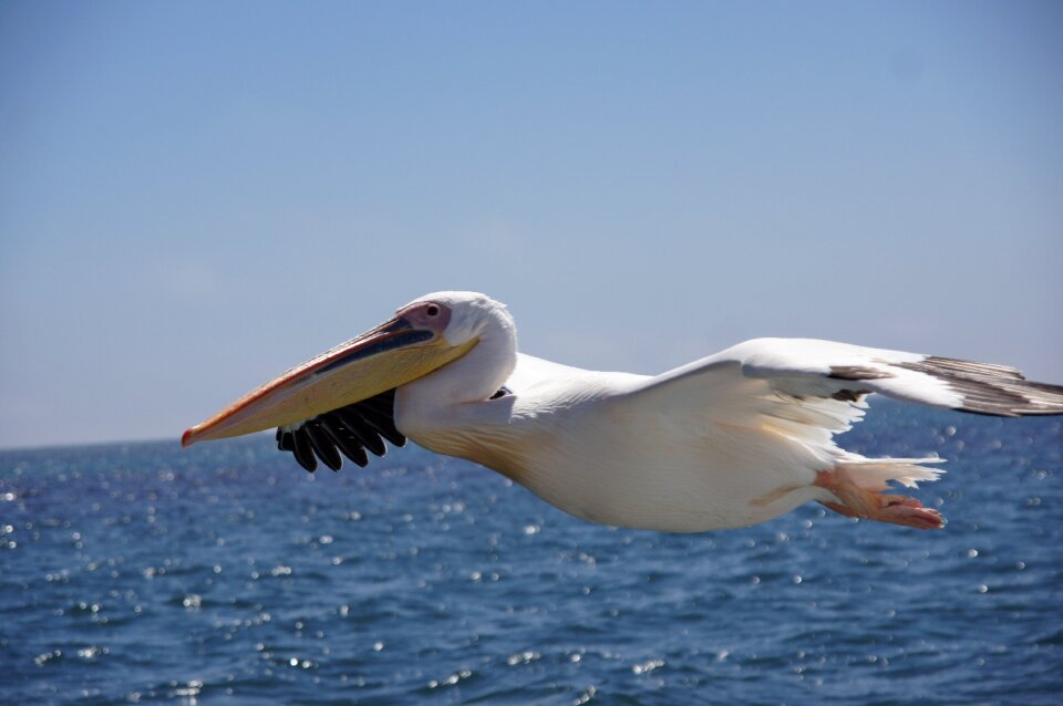 Nature animal world coast