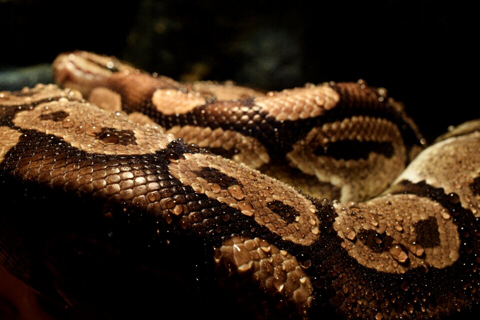 Dander snake constrictor