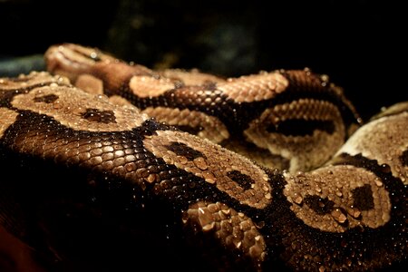 Dander snake constrictor