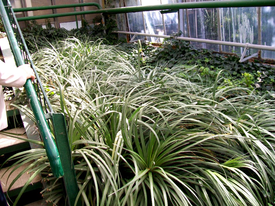WAŁBRZYCH-PALMIARNIA, AB-071