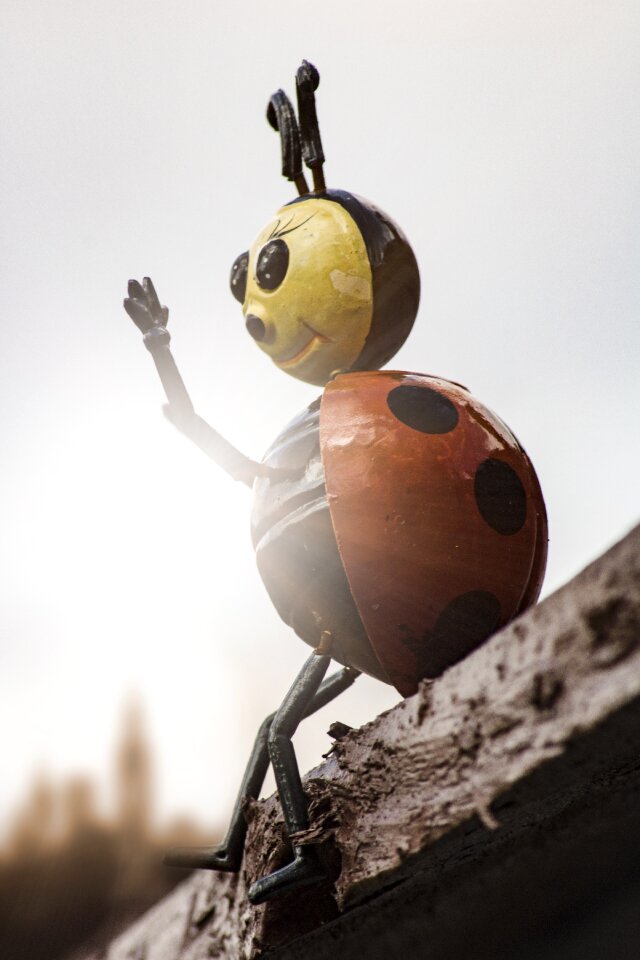 Wood red beetle macro