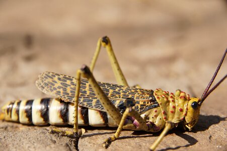 Nature animal world grasshopper