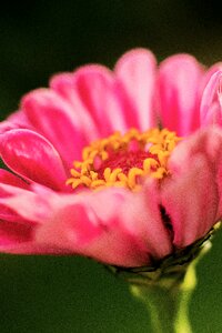 Bloom nature close up
