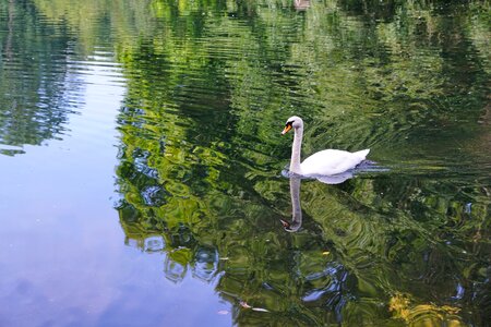 Donaueschingen summer park photo