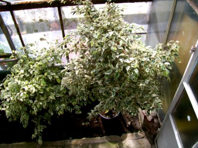 WAŁBRZYCH-PALMIARNIA, AB-073