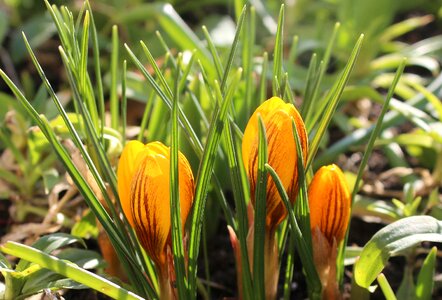Yellow nature plant