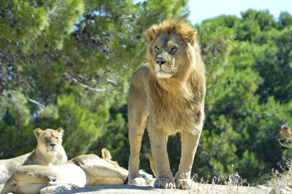 Wildlife nature african