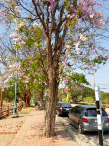 Wat Phra Ram - 2017-02-13 (007)