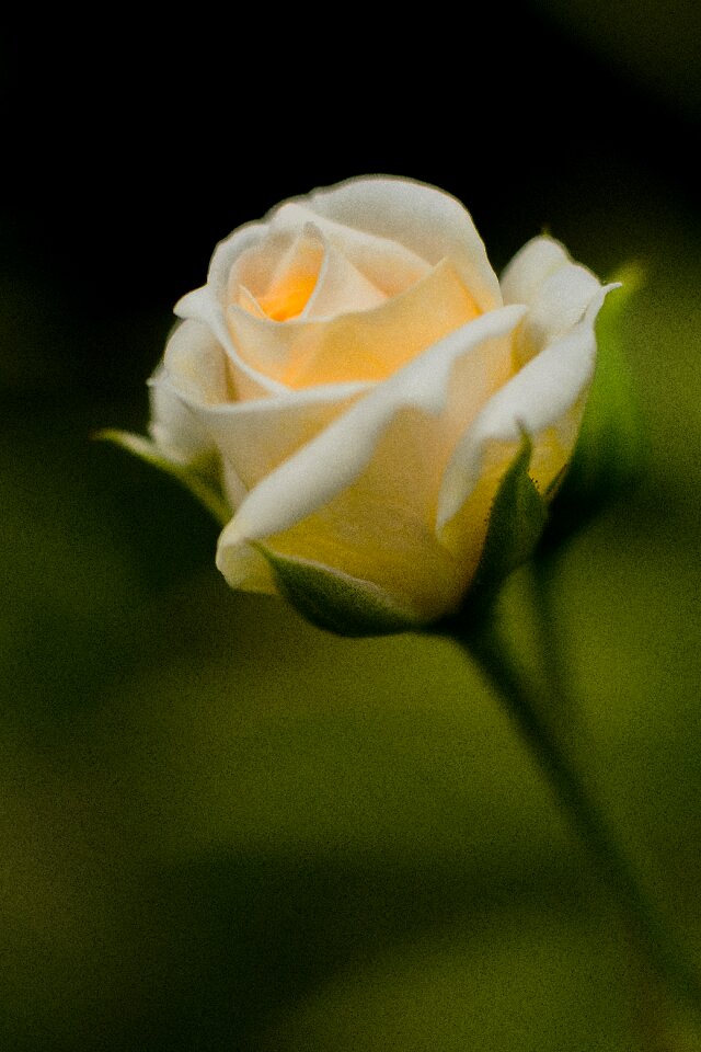 Bloom nature rose blooms