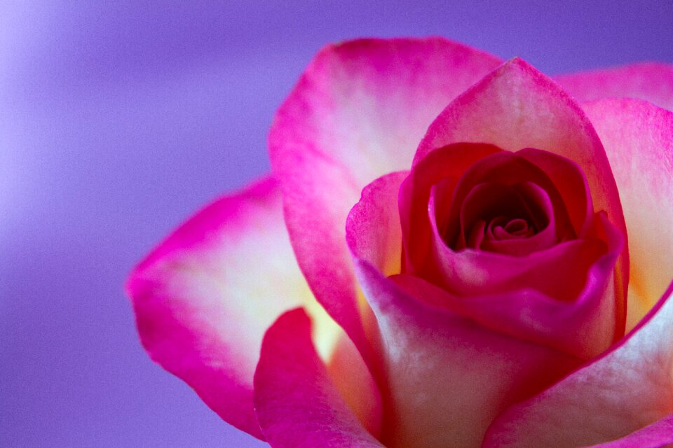 Love white pink