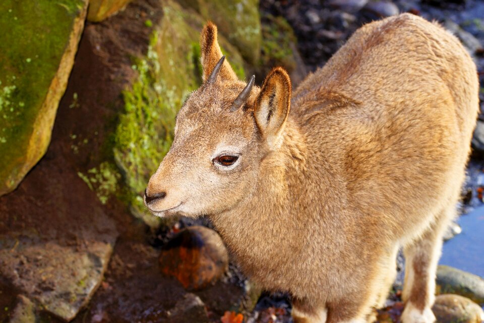 Mammal animal world animal