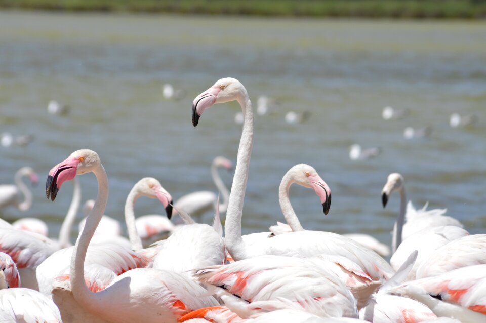 Africa bird animal