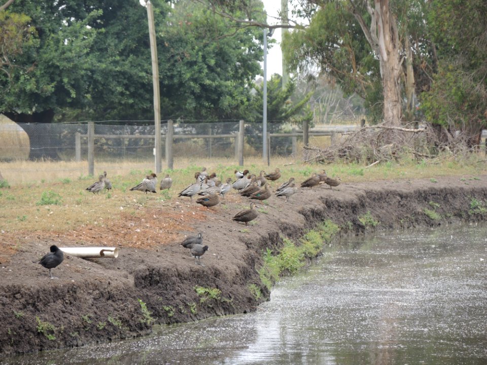 Warrook Farm (7 January 2020) 3