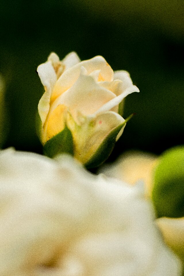 Bloom nature rose blooms