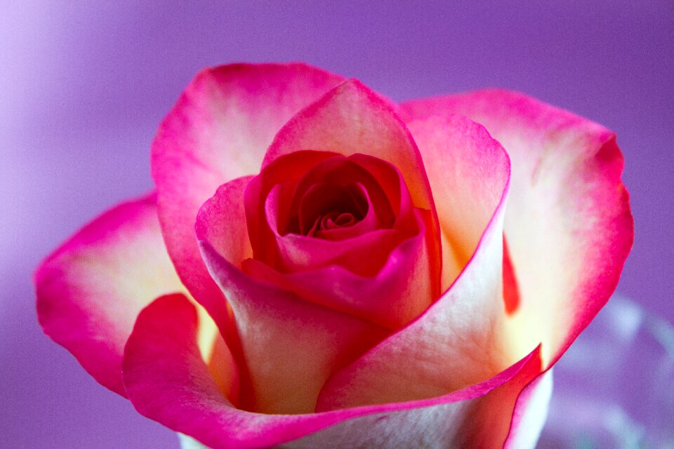Floral white pink