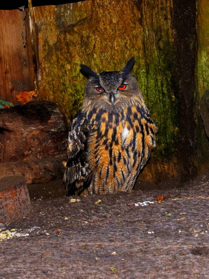 Eagle owl nature animal