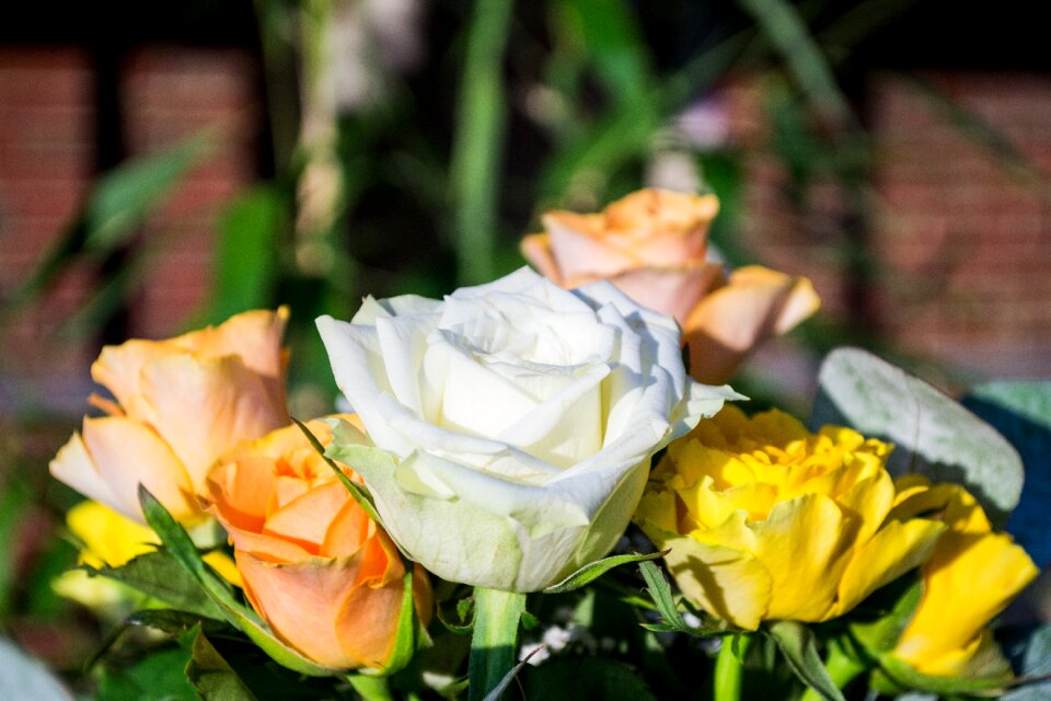 Flower bouquet white rose