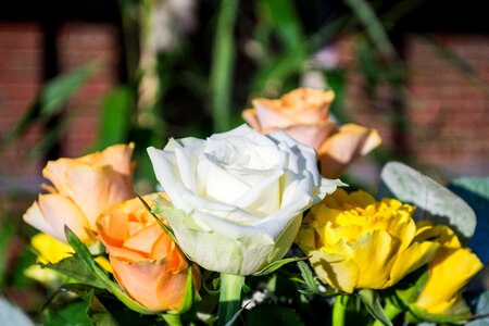 Flower bouquet white rose