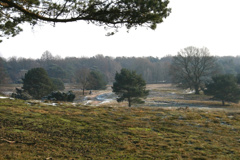 Westruper Heide winter scenery (06)