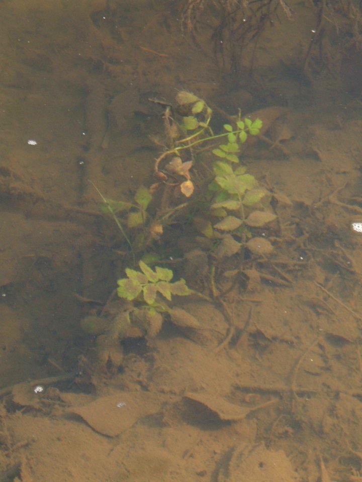 Wetter, Helosciadium nodiflorum