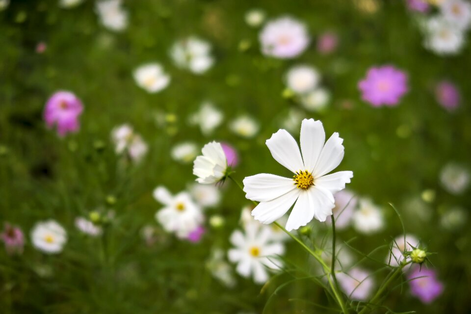 Flower garden cosmos field petal