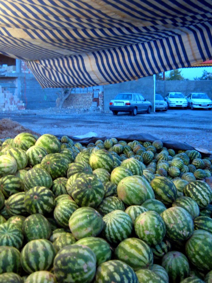 Watermelon - Fruit Bazaar - near Besat sq - Nishapur 04