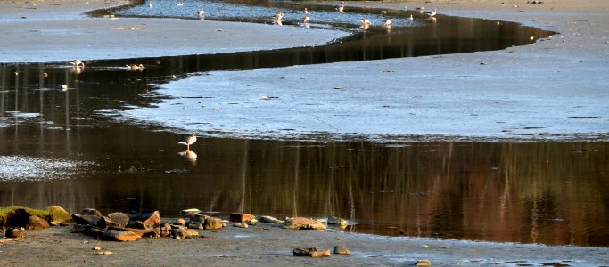 Water reflections and geese in Norrkila mudflats photo