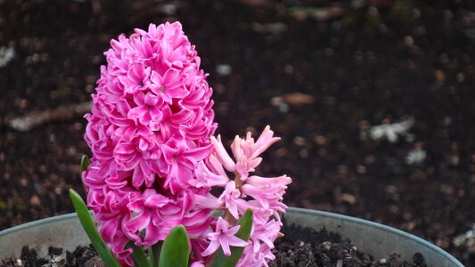 Blooming color leaf photo