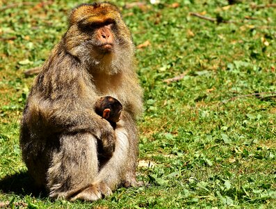 Endangered species monkey mountain salem animal
