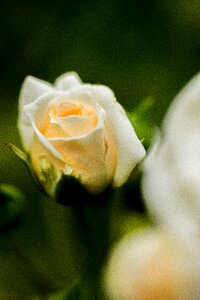 Bloom nature rose blooms
