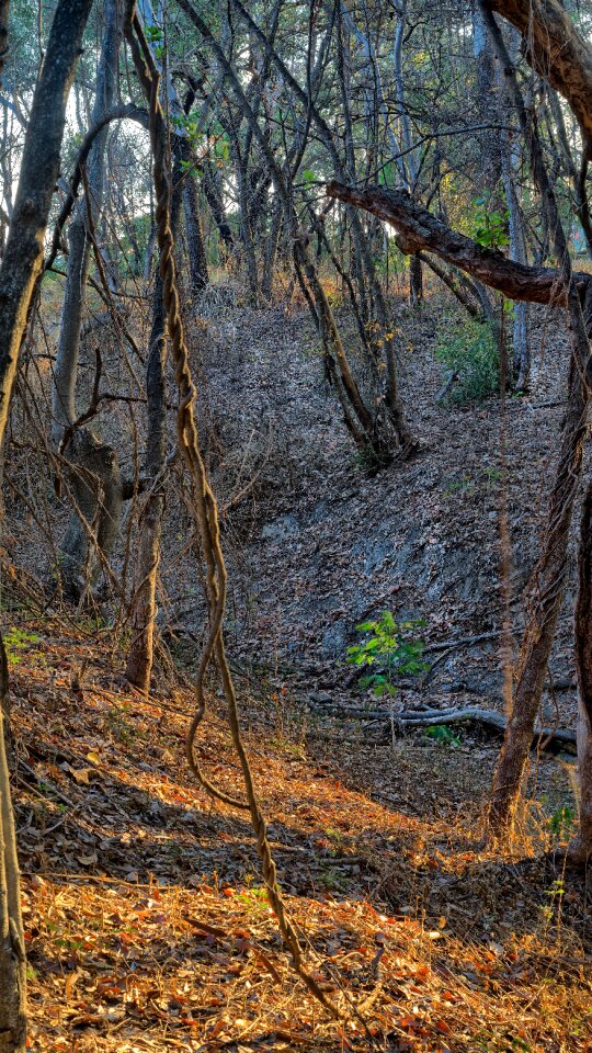 Animal pathway townsville dry creek bed photo